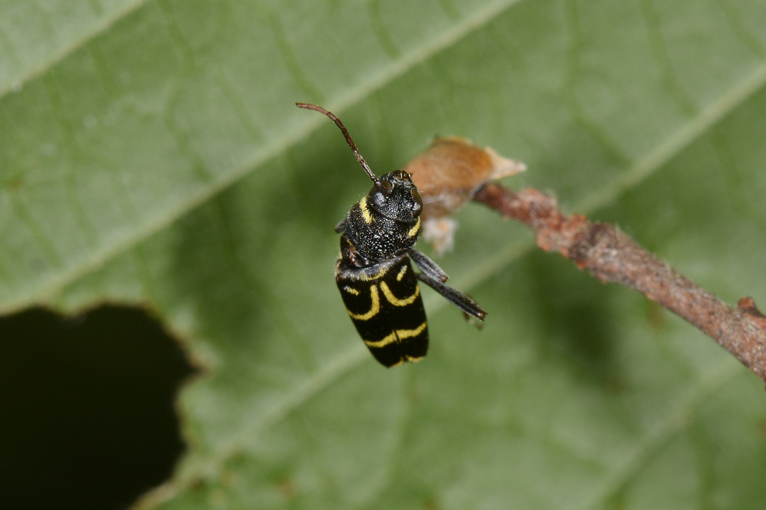 Cerambycidae: Xylotrechus antilope?  S !